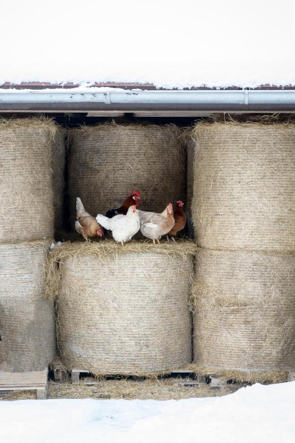 Agroturistika - "Domecek U Ovecek" Villa Horní Těrlicko Exterior foto